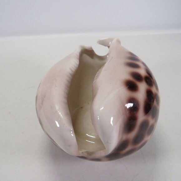 Ceramic Sea Shell Dish - Planter Cowrie Shell Brown Spotted - Picture 5 of 14